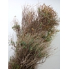 EUPHORBIA SPINOSA LONG 300