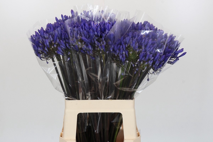 <h4>Agapanthus EYFORI Blue</h4>
