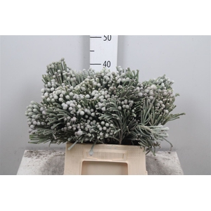 Kaaps Brunia Laevis