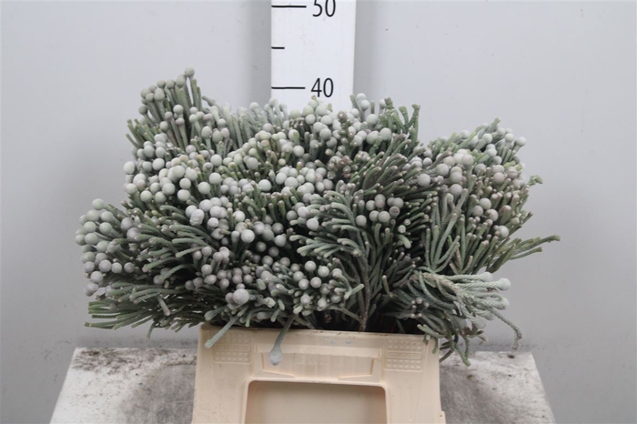 <h4>Kaaps Brunia Laevis</h4>