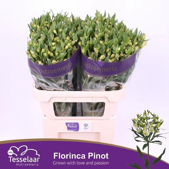 <h4>ALST FL PINOT</h4>