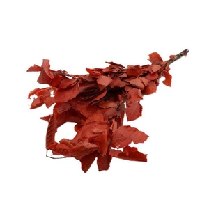 Bunch Fagus Pres. Slv 150g L80