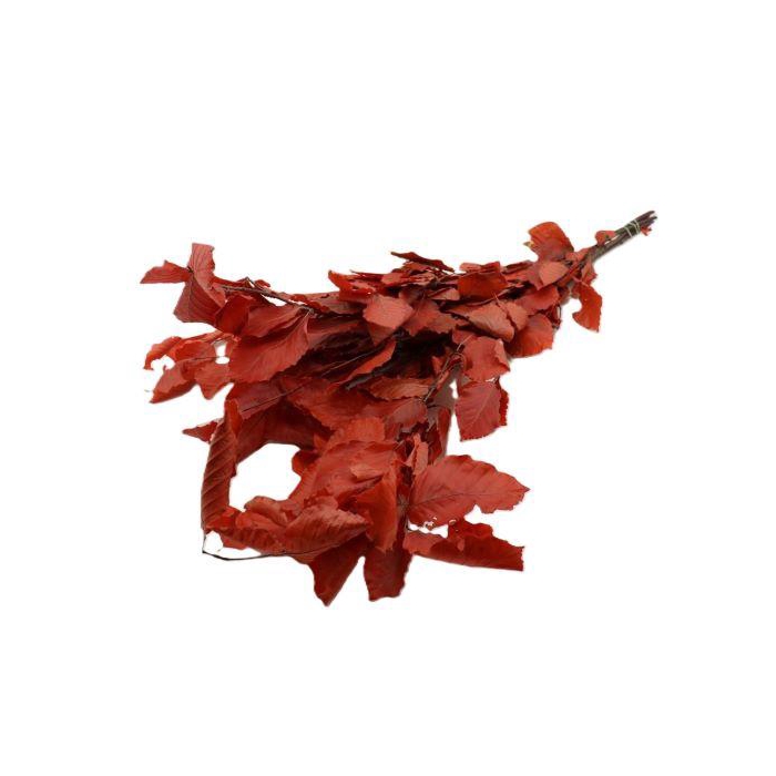 <h4>Bunch Fagus Pres. Slv 150g L80</h4>
