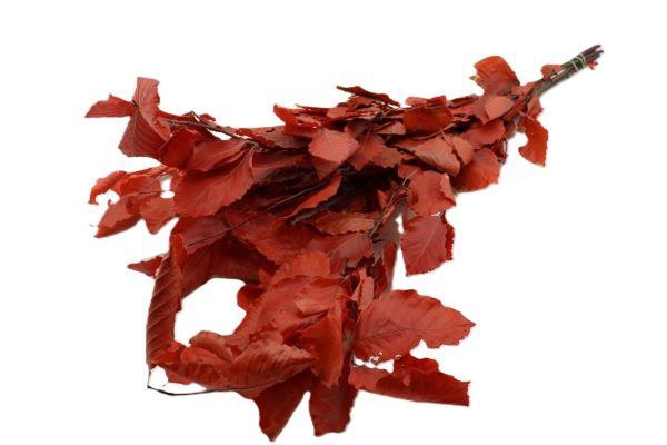 Bunch Fagus Pres. Slv 150g L80