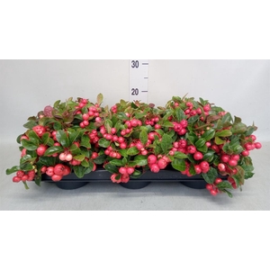 Gaultheria proc. 'Big Berry'