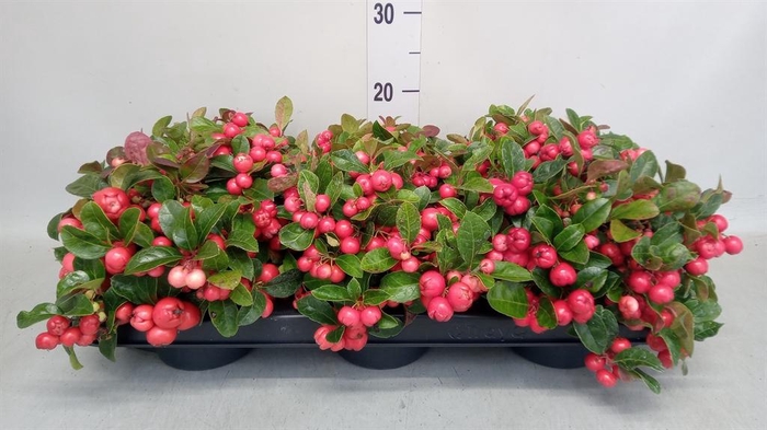 <h4>Gaultheria proc. 'Big Berry'</h4>