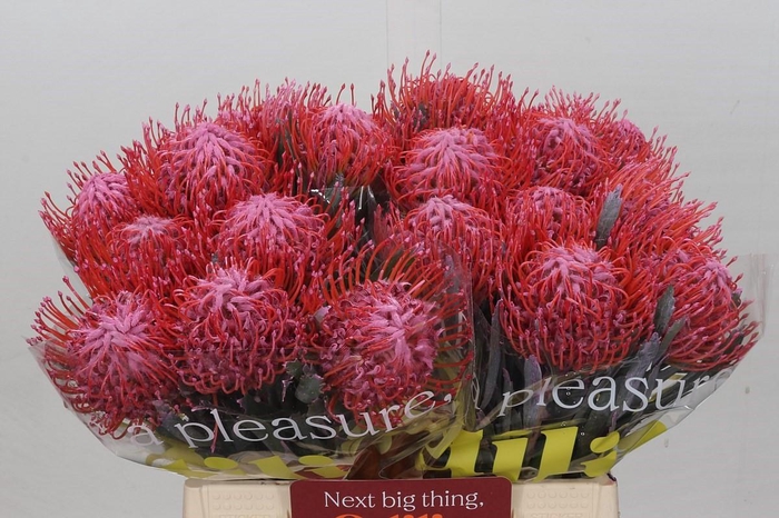 <h4>Nutans Painted Pink</h4>