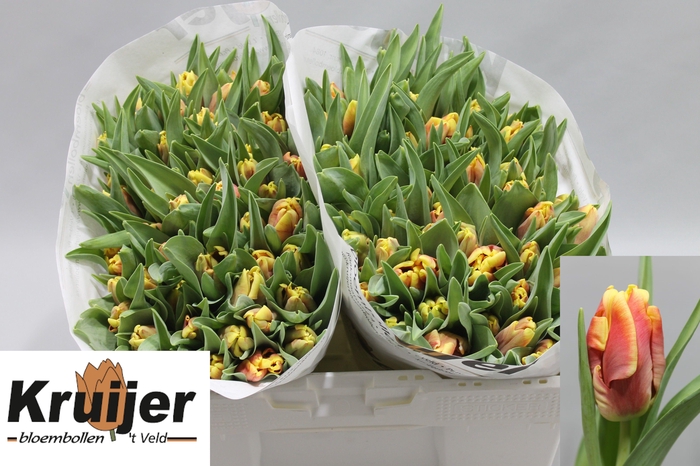 <h4>TU PA DEE JAY PARROT</h4>