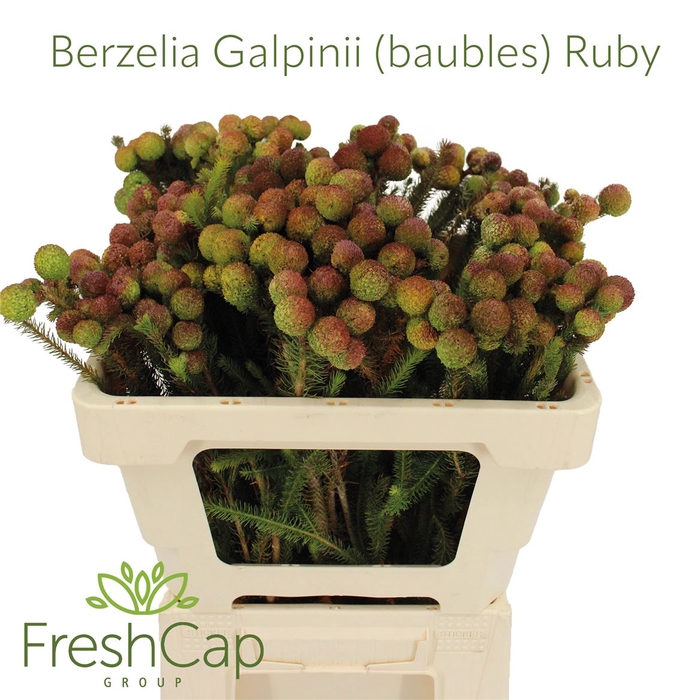 <h4>Berzelia Galpinii (baubles) Ruby</h4>