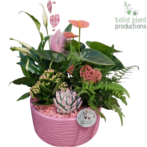 <h4>SAE004 Stella Pink Deluxe VM</h4>
