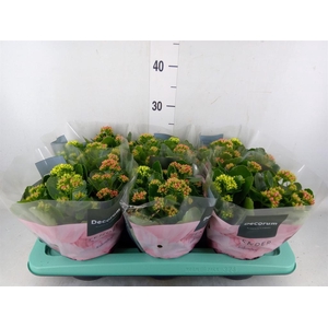 Kalanchoe blos.   ..rosebud mix/pot