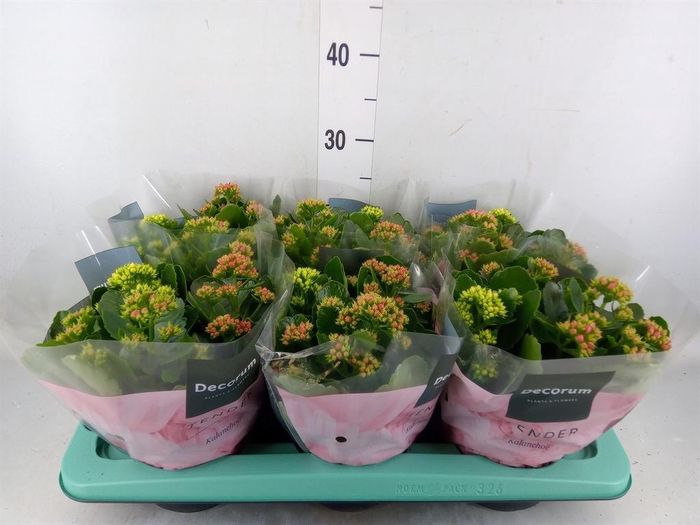 <h4>Kalanchoe blos.   ..rosebud mix/pot</h4>