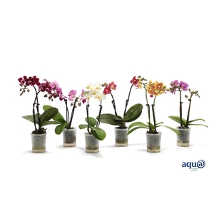 Phal Tiny Dolls Mix 2T10+ Aqu@