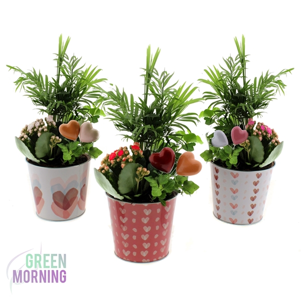 <h4>Arrangement 3 planten in zinken ompot 12 cm</h4>