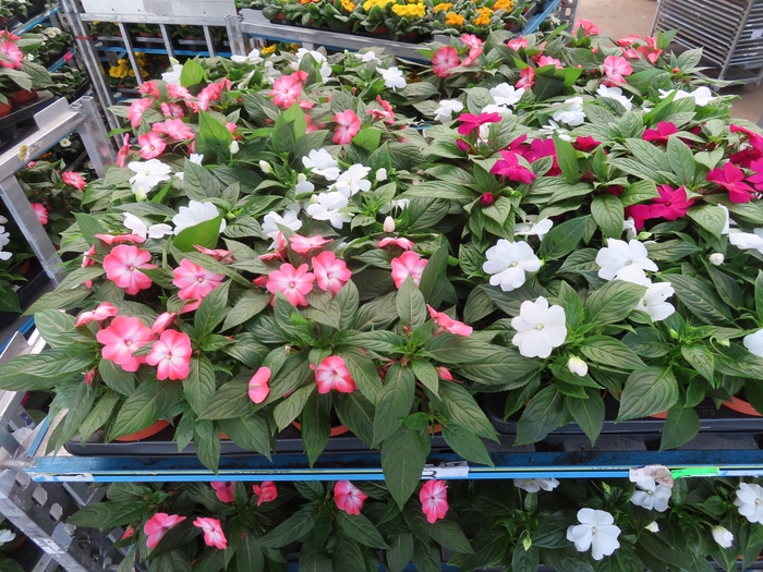 <h4>IMPAT NG MIXK 4 KL</h4>