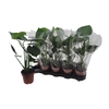 arr8 Monstera Deliciosa