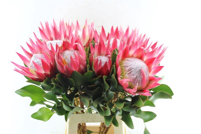 <h4>Protea Cy Madiba</h4>