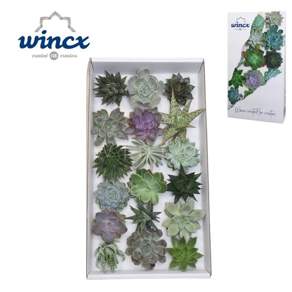 Succulents mix (18spc) Cutfl