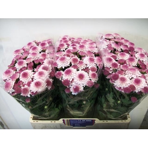 CHRYSANT SANTINI NAVONA CHR SAN AAA