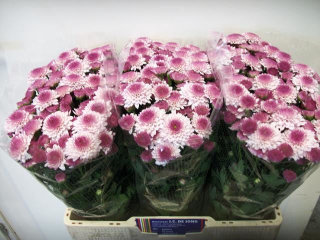 CHRYSANT SANTINI NAVONA CHR SAN AAA