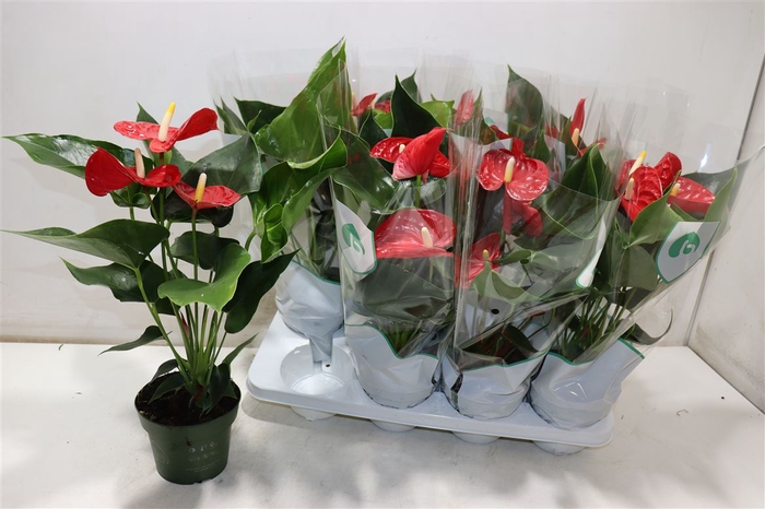 <h4>Anthu An Madural</h4>