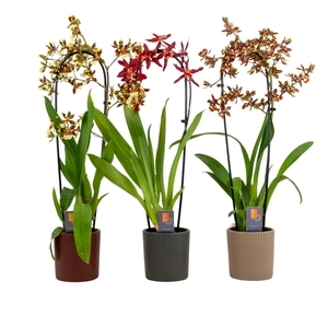 Inca Cambria mix cascade XL in Eva ceramics