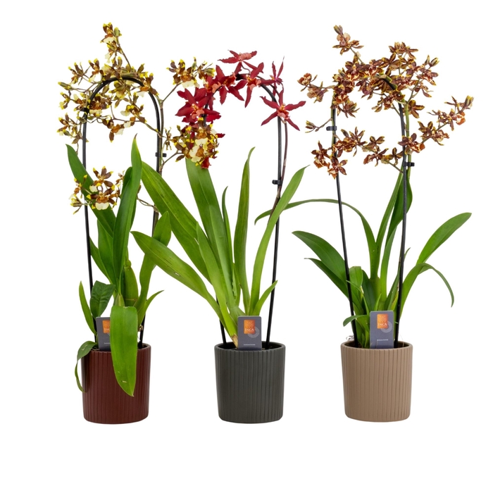 <h4>Inca Cambria mix cascade XL in Eva ceramics</h4>