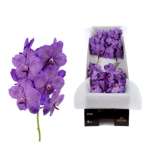Vanda  'Sunanda Lavender Sprinkles'
