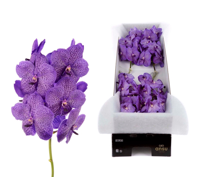 <h4>Vanda 'Sunanda Lavender Sprinkles'</h4>