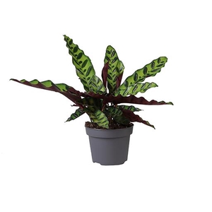 CALATHEA LANCIFOLIA P12