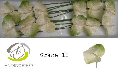 <h4>Anthurium Grace</h4>