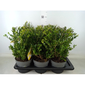 Ilex crenata 'Dark Green'