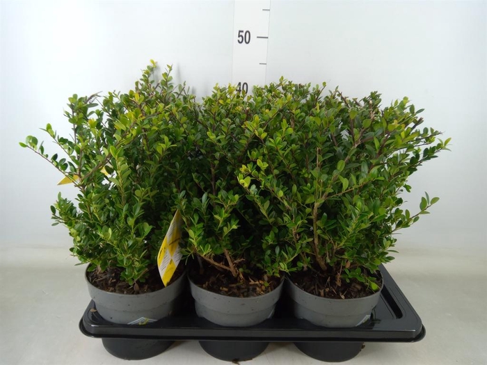 <h4>Ilex crenata 'Dark Green'</h4>