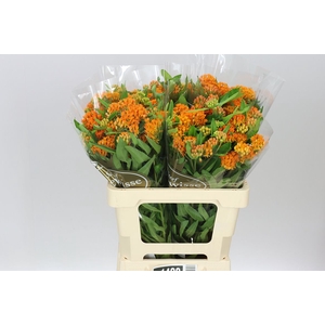 Asclepias Tuberosa