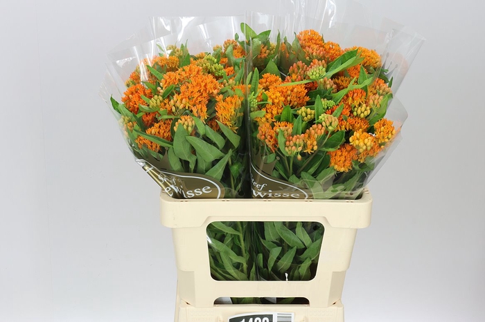 <h4>Asclepias Tuberosa</h4>