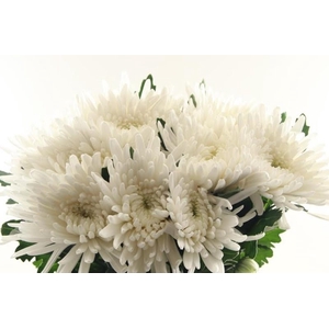 CHR G TOPSPIN ANGEBOT