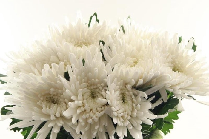 <h4>CHR G TOPSPIN ANGEBOT</h4>