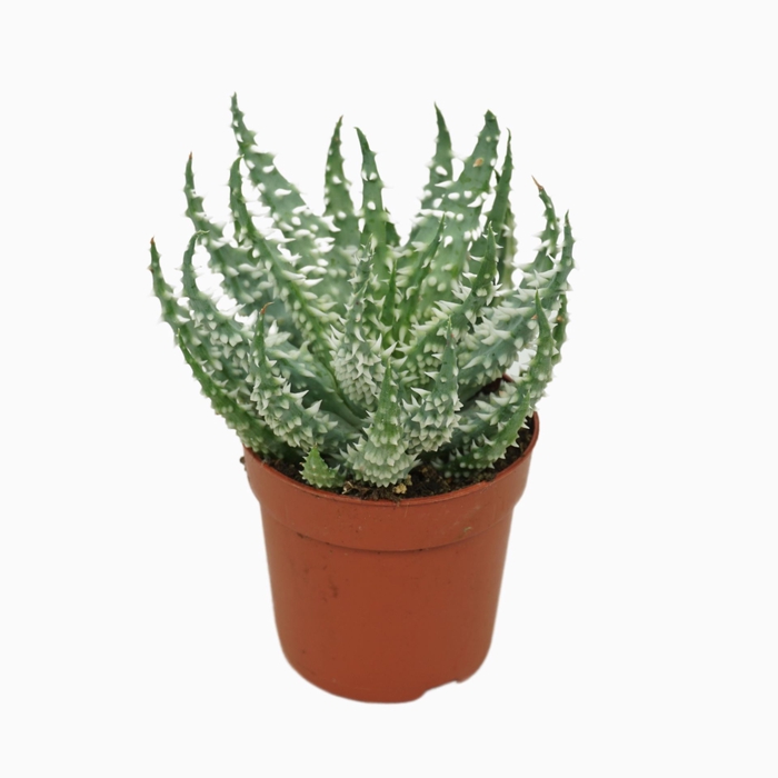 <h4>Aloe humilis</h4>
