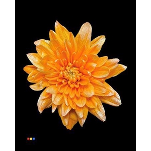 Chr T Baltica Orange + Satin