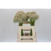 Allium Nigrum