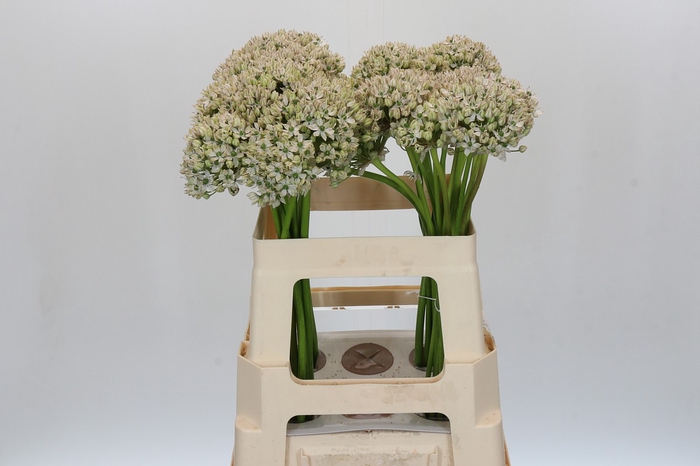 <h4>Allium Nigrum</h4>