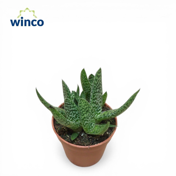 <h4>Gasteria Carinata</h4>