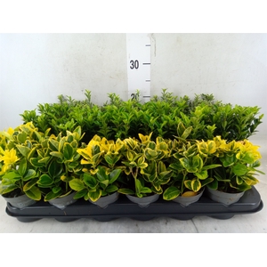 Euonymus japon.   ...mix