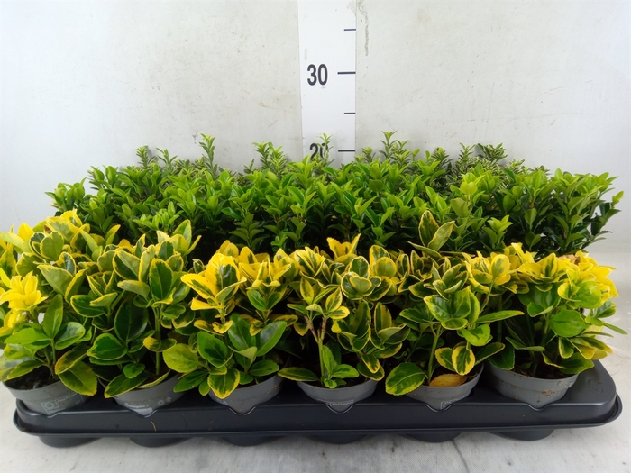 <h4>Euonymus japon.   ...mix</h4>
