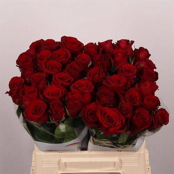 <h4>R GR RED BENTLEY</h4>