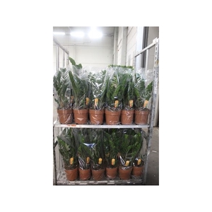 Zamio Zamiifolia 4+ 21cm Potten A2