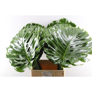 Deco Gr Monstera Blad * (90cm)