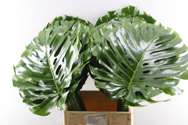 <h4>Deco Gr Monstera Blad * (90cm)</h4>