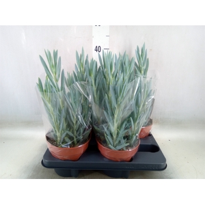 Curio ficoides 'Mount everest'