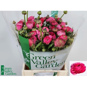 RAN AAZUR DEEP ROSE 58 GR.